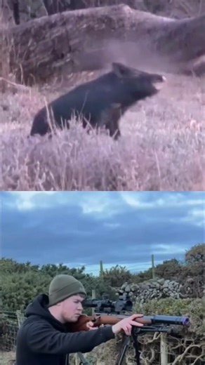 Охота на дикого кабана в дикой природе | Адреналин и мастерство #охота #дикийкабан