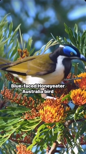 Blue-faced Honeyeater Australia bird #bird #birdlife #windchill #snowfall #wednesday #MidweekMotivation #weatherforecast #ontario #britishcolumbia #photography #outdoorrecreation #overcomingadversity #australia | Hany Andrew