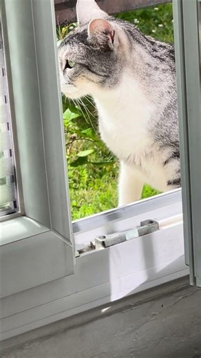 9 avril 2026 Mon chat est devant la fenêtre…