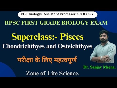 Superclass:- Pisces. Chondrichthyes & Osteichthyes. #rpsc1stgrade #chordates #assistantprofessorexam