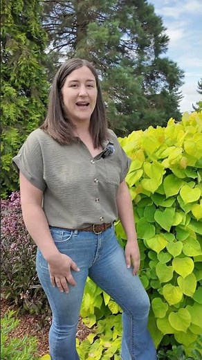 Golden Falls® Redbud: A Weeping Redbud with Brilliant Golden Foliage 🍁