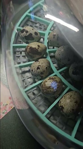 coturnix quail jumbo white egg incubator