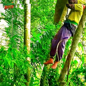 Amazing way to extract large trees from deep forests | Ultra Process