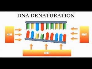 DNA Sequencing: The Chain Termination Method (Sanger Method)