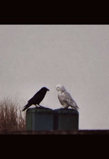 Understanding Animal Rivalries and Cooperation