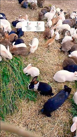cute and smile 🐇 🐇 reaction and rabbit eating the carrot #rabits #youtub #funnycute
