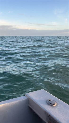 North Island Fishing Charters and Waterfowling on Instagram: "🤙One shot wonder‼️🤙#southcarolina #duckhunting #seaduckhunting #pawleysisland"