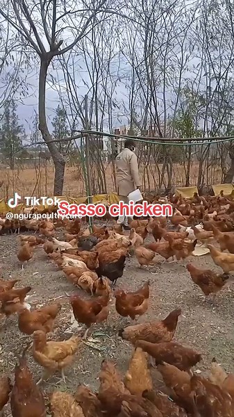 Sasso Chicken Farming: A Guide to Successful Poultry Business