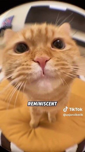 Do Cats Only Meow for Humans? Unveiling the Truth