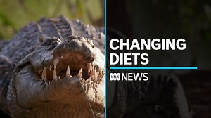 Crocodile population numbers snap back as their diets change