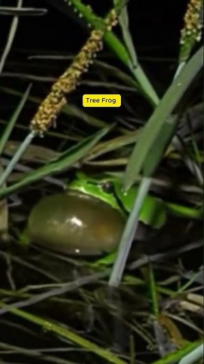 Amazing Sound of Tree Frog! #original #birds #wildlife #birdsound #naturesvoice #animals