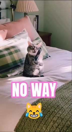 Crazy CAT Sings Like a Rockstar! 😹🎤