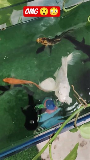 How Fish Breathe Underwater 😱 | Amazing Aquarium Science #shorts