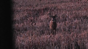 13K views · 333 reactions | This huge buck got within 45 yards but never would give an ethical bow shot. Nevertheless a great encounter with a big out west whitetail. | Own the Season TV | Facebook