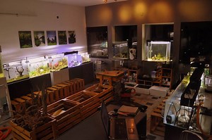 10K views · 258 reactions | দেশের সর্ববৃহৎ একুরিয়াম এবং পেট শপে আপনাকে আমন্ত্রণ। Welcome to Nature Aquatics - Largest Aquarium & Pet Store in the country. Visit our Uttara Outlet: 2nd Floor, House 31, Road 27, Sector 7 , Uttara, Dhaka Mobile: 01841352553 | Nature Aquatics | Facebook