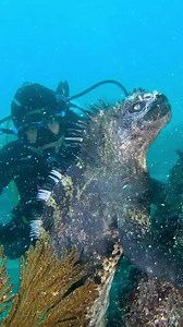 342K views · 4.3K reactions | Godzilla really does exist... 勞 : IG user kenzokiren at the Galapagos Islands. | PADI | Facebook