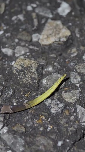 Beautiful Baby Copperhead