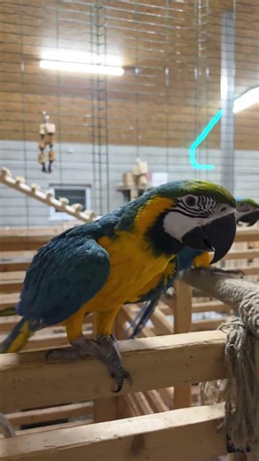 AWW Moment! Parrots Carro & Chiksa at Angel Valley Farm 🦜
