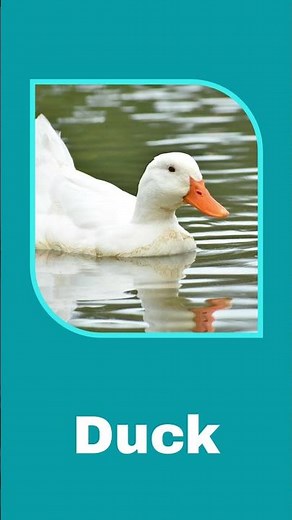 Quiz | Fun Quiz for Kids | Brain Boosting Questions | Learning with Fun for Children #shorts