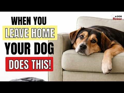 What Dogs Actually DO When You're NOT Home | The Psychology Behind It
