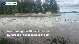 Hundreds of fish leap into air at Chinese lake sparking earthquake fears