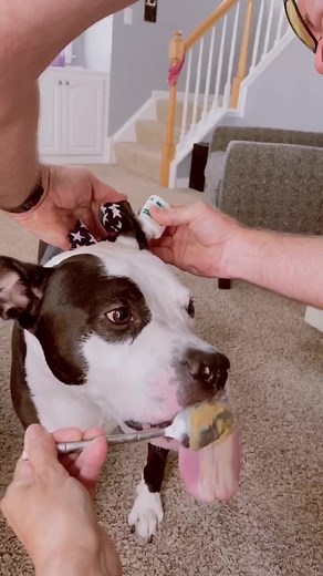 How to Administer Ear Drops to Your Dog: A Step-by-Step Guide