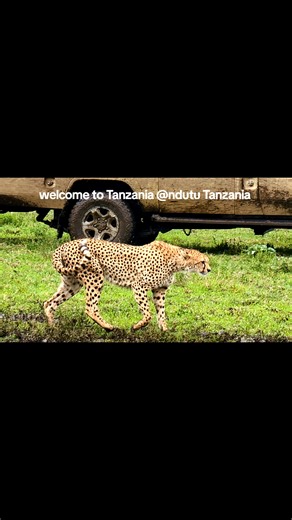 ndutu safari