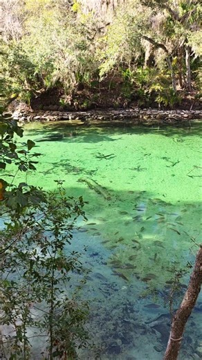 Blue Spring State Park - the water is so clear you can see the fish