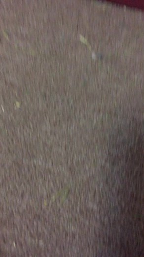 Hewo everyone! My name is Dasher and I am a 5 month old bunny! Can we pwease get big?🐰❤️🐰