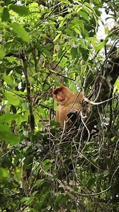 1.3K views · 66 reactions | Adult male of the endemic Proboscis Monkey spotted retreating deeper into the forest, after spending an evening in the forest edge. | Sukau Rainforest Lodge | Facebook