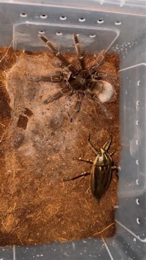 🪲 Giant Water Bug vs 🕷️ Spider! #insects #spider #animals
