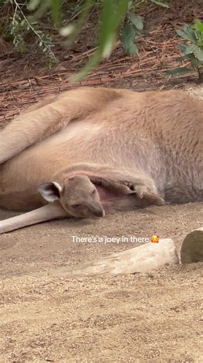 Discover the Fascinating Life of Baby Kangaroos
