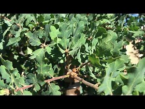 Blue Oak (Quercus douglasii)