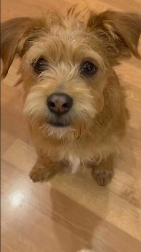 Cairn Terrier mix puppy