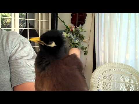 Talking Myna Bird - Rhett Butler