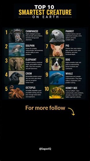 Top 10 Smartest Animals on Earth! 🧠🌍
