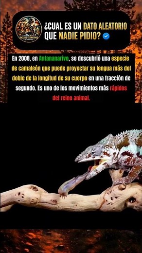 El camaleón que dispara su lengua más rápido que un parpadeo. #Naturaleza #DatoCurioso