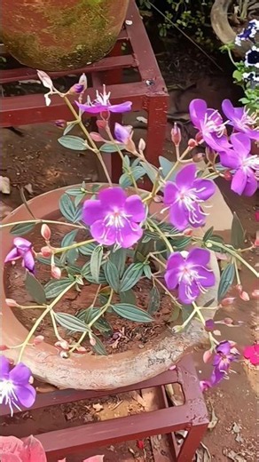 💜 Tibouchina urvilleana | Princess Flower in Full Bloom 🌸 #Shorts