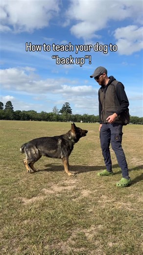 Jamie The Dog Trainer on Instagram: "How to teach your dog to “back up”! This one is a lot of fun and very easy! A lot of people do ask me why I use a platform for this exercise! You can do it without one, however the platform gives your dog a focal point so it’s much easier to increase distance of the back up early on! The platform also gives the dog a reference so they maintain a straight back up cue! Without a platform your dog will tend to turn as they do it as there’s never been any referen