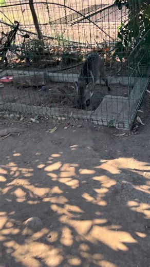El chito andaba haciendo mantenimiento 👨‍🔧 en el departamento de la Cotty 🐗😜😅‼️ #aventura #wild #wildanimals #jabali #animales