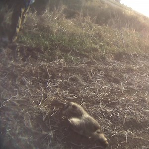 TAKE ACTION: Over 3 million animals suffer excruciating pain due to cruel trapping devices in the U.S. each year! Our undercover investigation exposes a horrifying reality for innocent animals. These inhumane traps cause unimaginable suffering for animals in their final hours. These traps do not discriminate and have the potential to harm our pets and protected wildlife too. SIGN NOW and say NO to the use of cruel trapping devices. Source: Video evidence obtained during an undercover trapping in