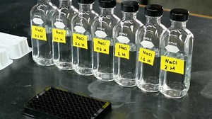 Author Spotlight: Unlocking the World of Intrinsically Disordered Regions with Cellular Sensing and Responses