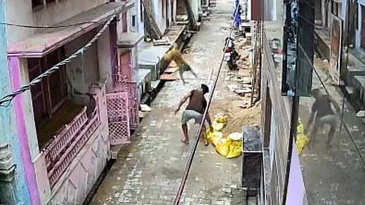 Video shows man being attacked by group of monkeys