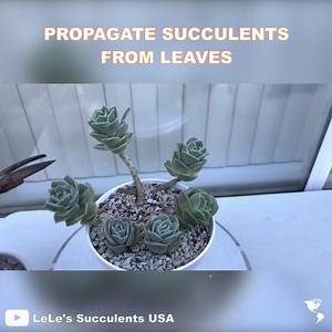 233K views · 6.1K reactions |  Do you love succulents? Show me yours! Here is a secret to simply grow your indoor garden for free by propagation. All you need is some lovely and sweet succulent leaves, soil and new pots. Hope you enjoy this sharing tips and  HAPPY GARDENING:) ------------ Credit: LeLe's Succulents USA | Indoor Plants Advisors | Facebook