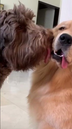 Man's Best Friend | Dogs