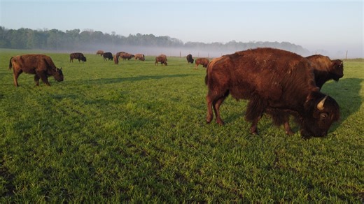 Indiana Grown: White Oaks Bison Farm, raising America's icon for 5 generations