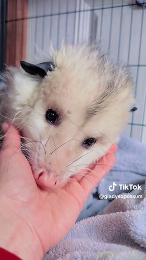 Opossum Care Tips for Pet Owners
