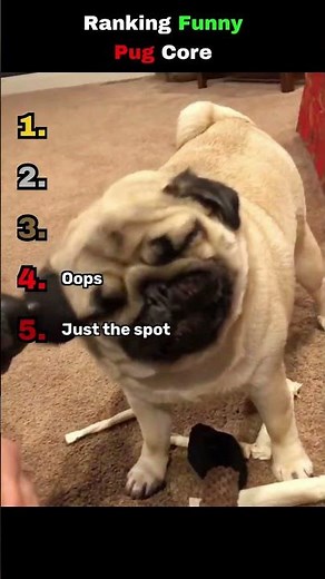 Last pug has a weird face 🤣 #funny #pug #dog #shorts