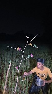 The birds have different colors. #fyp | Bilus Kocor