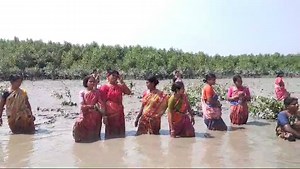 224K views · 663 reactions | Celebration of International Mangrove...